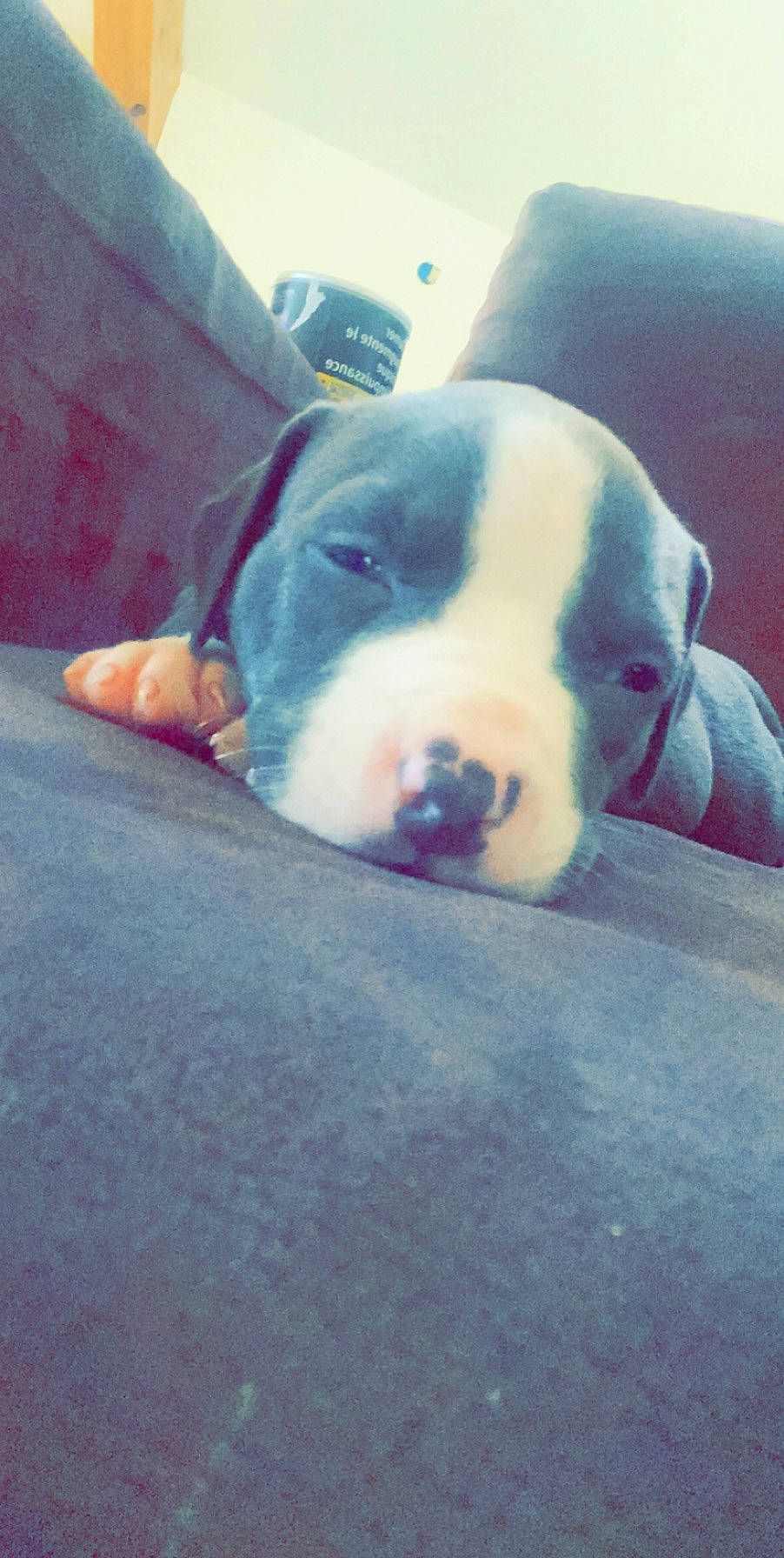 Rio participe au concours pour gagner de l'argent avec cette photo : american_bulldog, american_pit_bull_terrier, american_staffordshire_terrier, boxer, canidae, carnivore, dog, dog_breed, dogo_argentino, dogo_guatemalteco, fawn, mammal, non_sporting_group, nose, pit_bull, puppy, snout, vertebrate