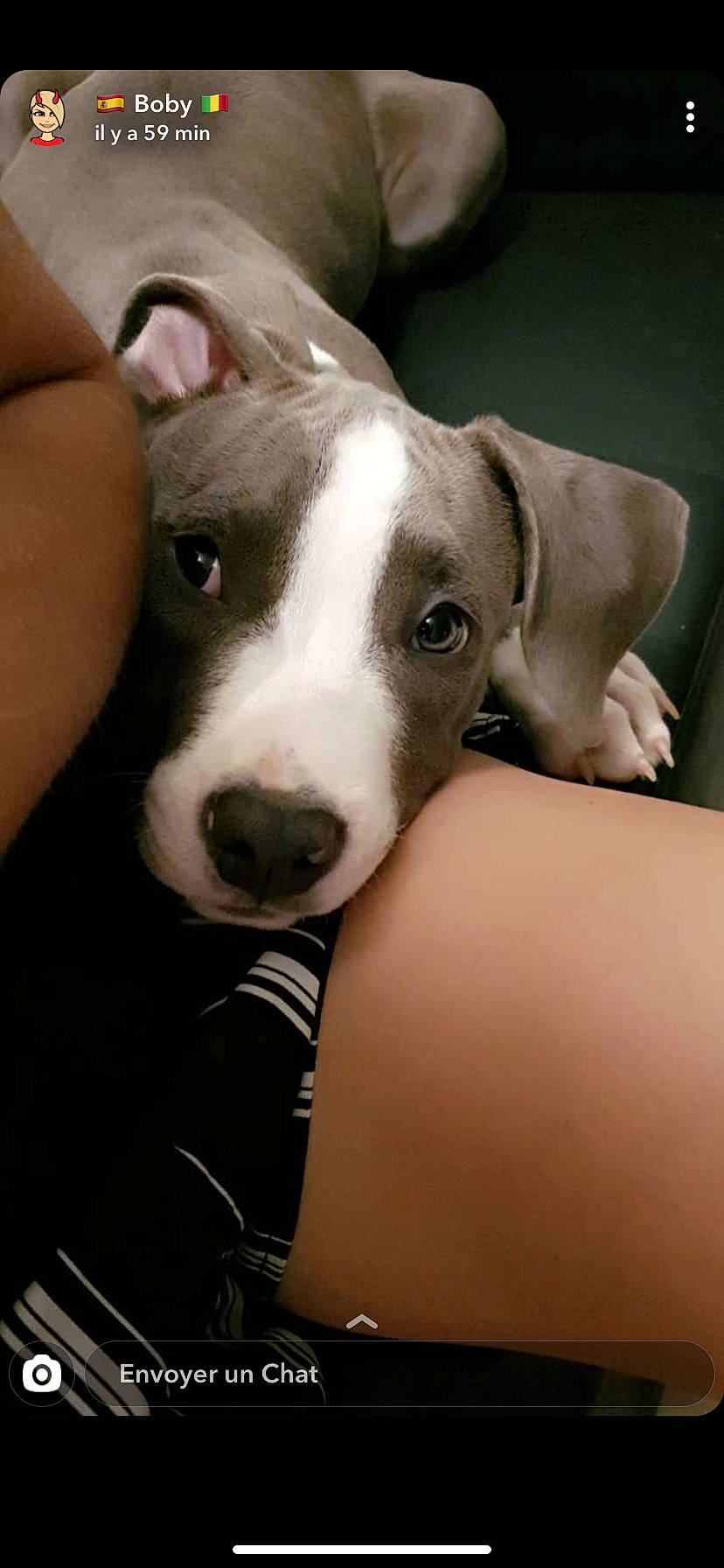 Rio participe au concours pour gagner de l'argent avec cette photo : american_pit_bull_terrier, american_staffordshire_terrier, canidae, carnivore, dog, dog_breed, fawn, italian_greyhound, mammal, non_sporting_group, snout, vertebrate, whippet, whiskers