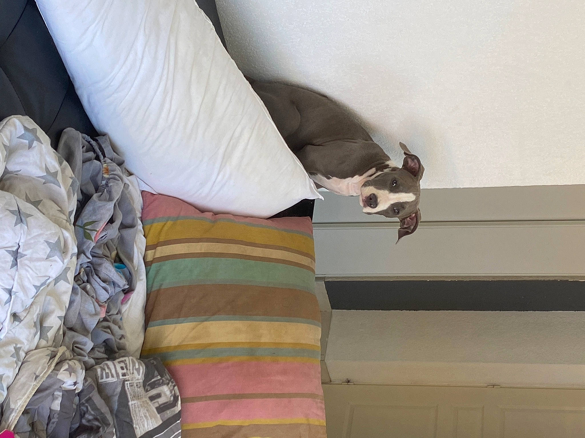 Rio a rejoint le concours — aidez-le/la à gagner de superbes lots ! boston_terrier, canidae, carnivore, cat, felidae, italian_greyhound, linens, non_sporting_group, whippet