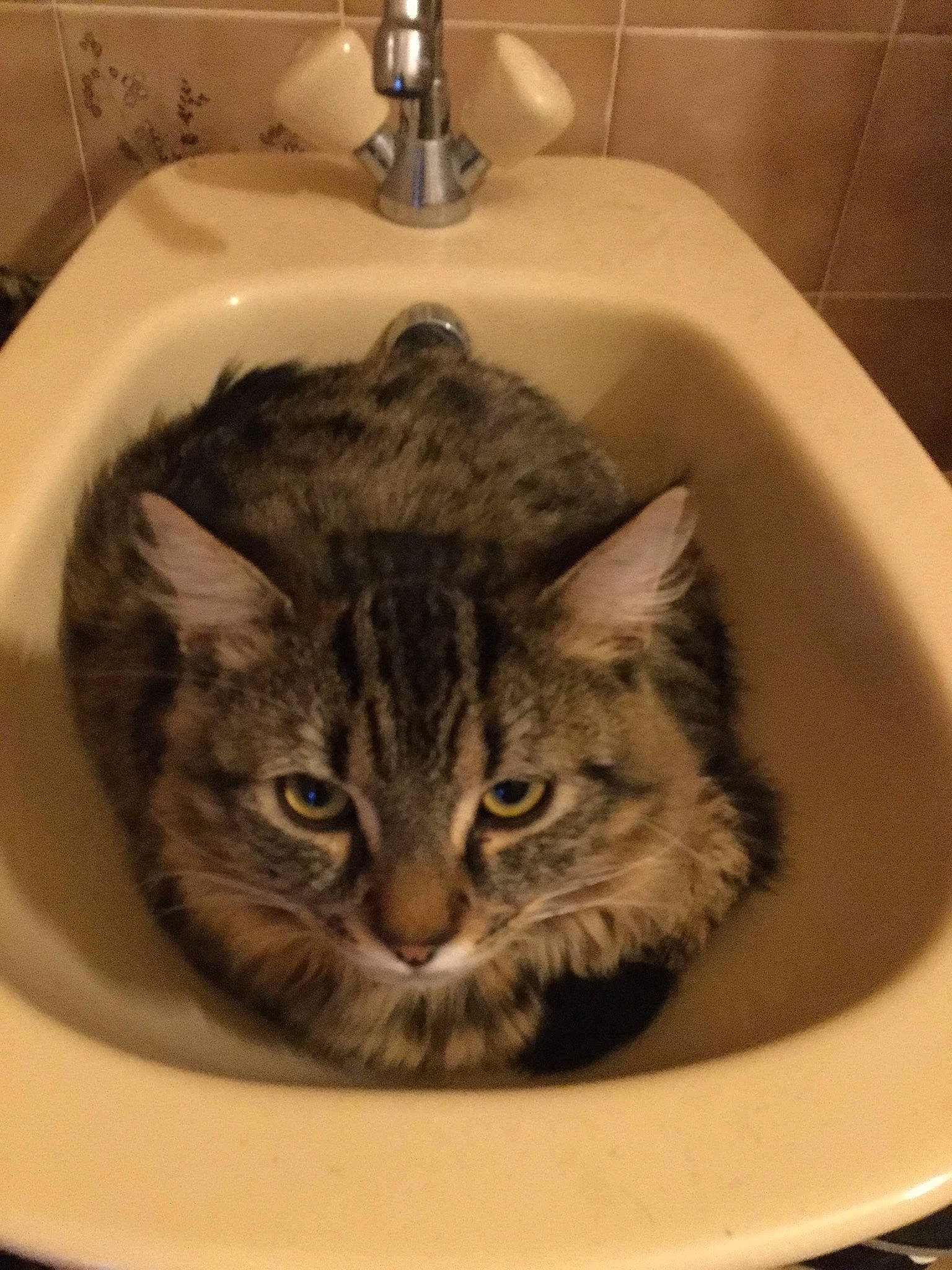 Fils a rejoint le concours — aidez-le/la à gagner de superbes lots ! american_shorthair, bidet, bobcat, carnivore, cat, domestic_short_haired_cat, dragon_li, european_shorthair, felidae, kitten, plumbing_fixture, siberian, sink, small_to_medium_sized_cats, tabby_cat, washing, whiskers