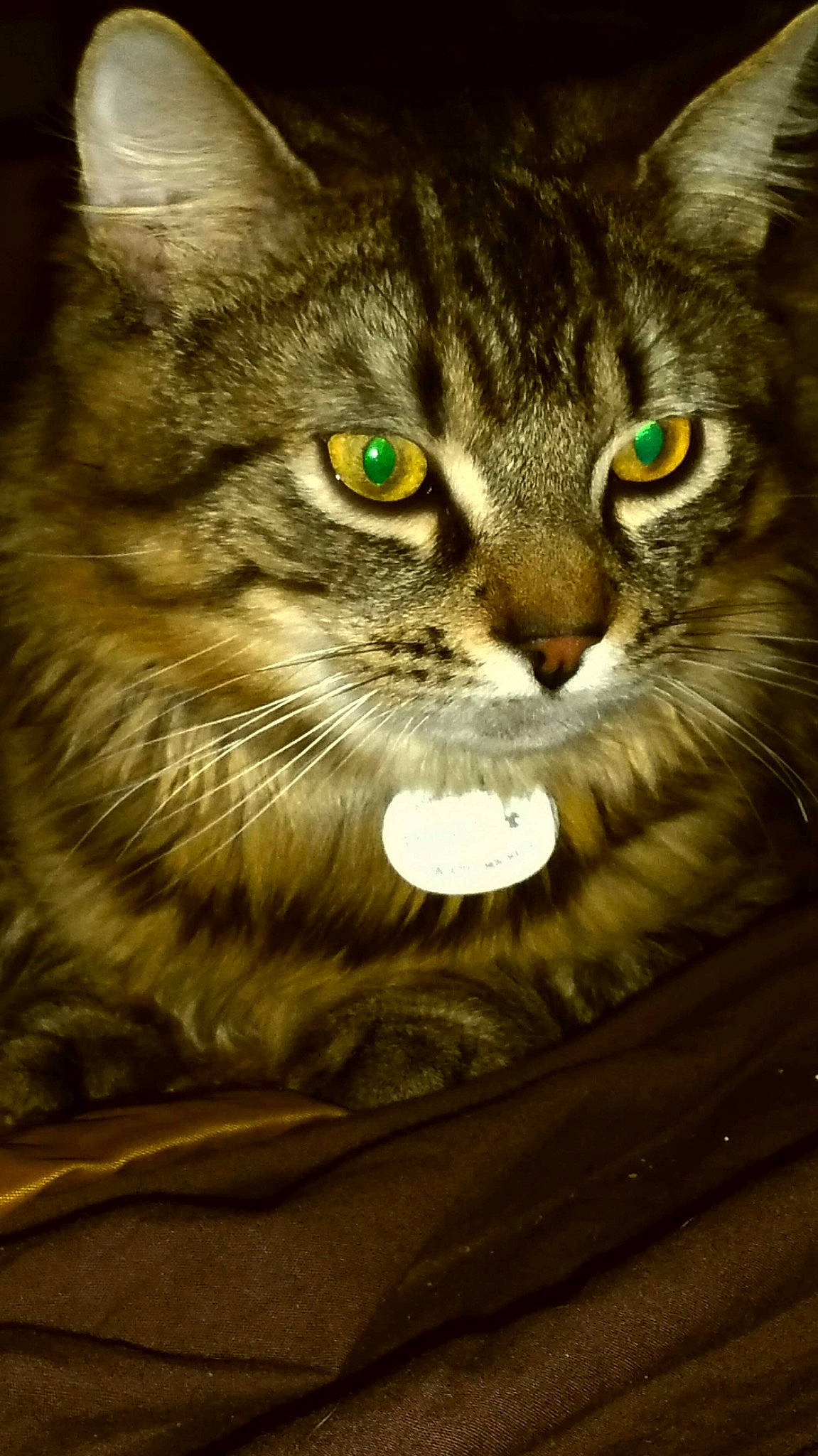 Fils a rejoint le concours — aidez-le/la à gagner de superbes lots ! carnivore, cat, domestic_long_haired_cat, domestic_short_haired_cat, european_shorthair, eye, felidae, fur, green, iris, kitten, maine_coon, mammal, norwegian_forest_cat, siberian, small_to_medium_sized_cats, snout, tabby_cat, whiskers