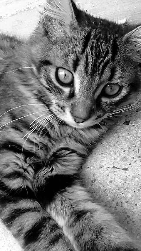 Fils participe au concours pour gagner de l'argent avec cette photo : aegean_cat, asian, black_and_white, carnivore, cat, close_up, domestic_short_haired_cat, dragon_li, european_shorthair, eye, felidae, fur, kitten, mammal, photography, small_to_medium_sized_cats, snout, tabby_cat, whiskers, white