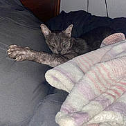 Kovu is registered to the contest to win money with this photo: cat, sleeping, paw, blanket, striped, couch, cozy, feline, indoor, resting, wooden_headboard, fabric, pink, purple, gray, soft, relaxed, animal, pet, claws