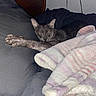 cat, sleeping, paw, blanket, striped, couch, cozy, feline, indoor, resting, wooden_headboard, fabric, pink, purple, gray, soft, relaxed, animal, pet, claws