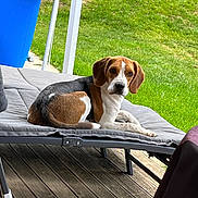 Furby participe au concours pour gagner de l'argent avec cette photo : animal, beagle, black, brown, canine, chair, cushion, daytime, dog, ears, face, grass, lawn, outdoor, pet, relaxed, resting, summer, white, wooden_deck