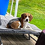 animal, beagle, black, brown, canine, chair, cushion, daytime, dog, ears, face, grass, lawn, outdoor, pet, relaxed, resting, summer, white, wooden_deck