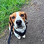 dog, beagle, leash, harness, outdoor, grass, path, brown, white, black, pet, canine, looking_up, ears, snout, fur, walking, nature, animal, cute