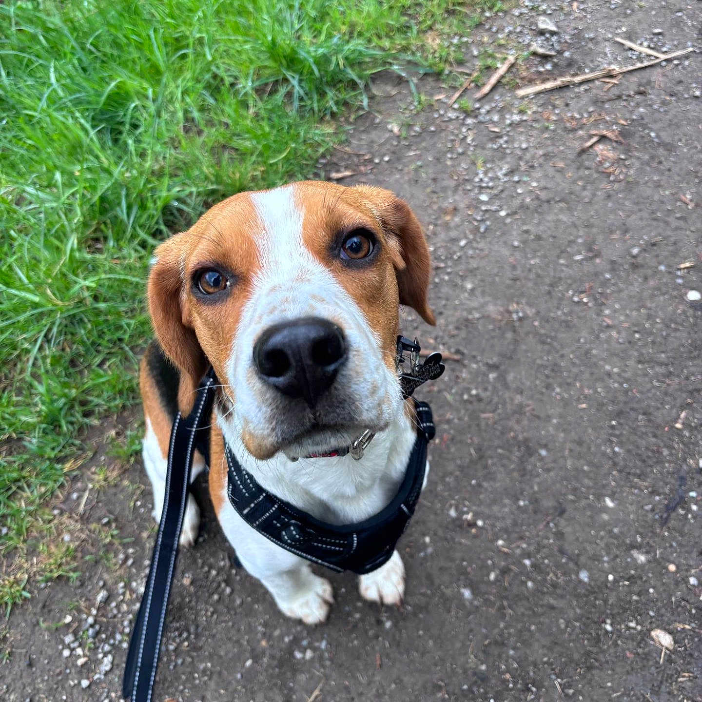 Furby a rejoint le concours — aidez-le/la à gagner de superbes lots ! animal, beagle, black, brown, canine, cute, dog, ears, fur, grass, harness, leash, looking_up, nature, outdoor, path, pet, snout, walking, white