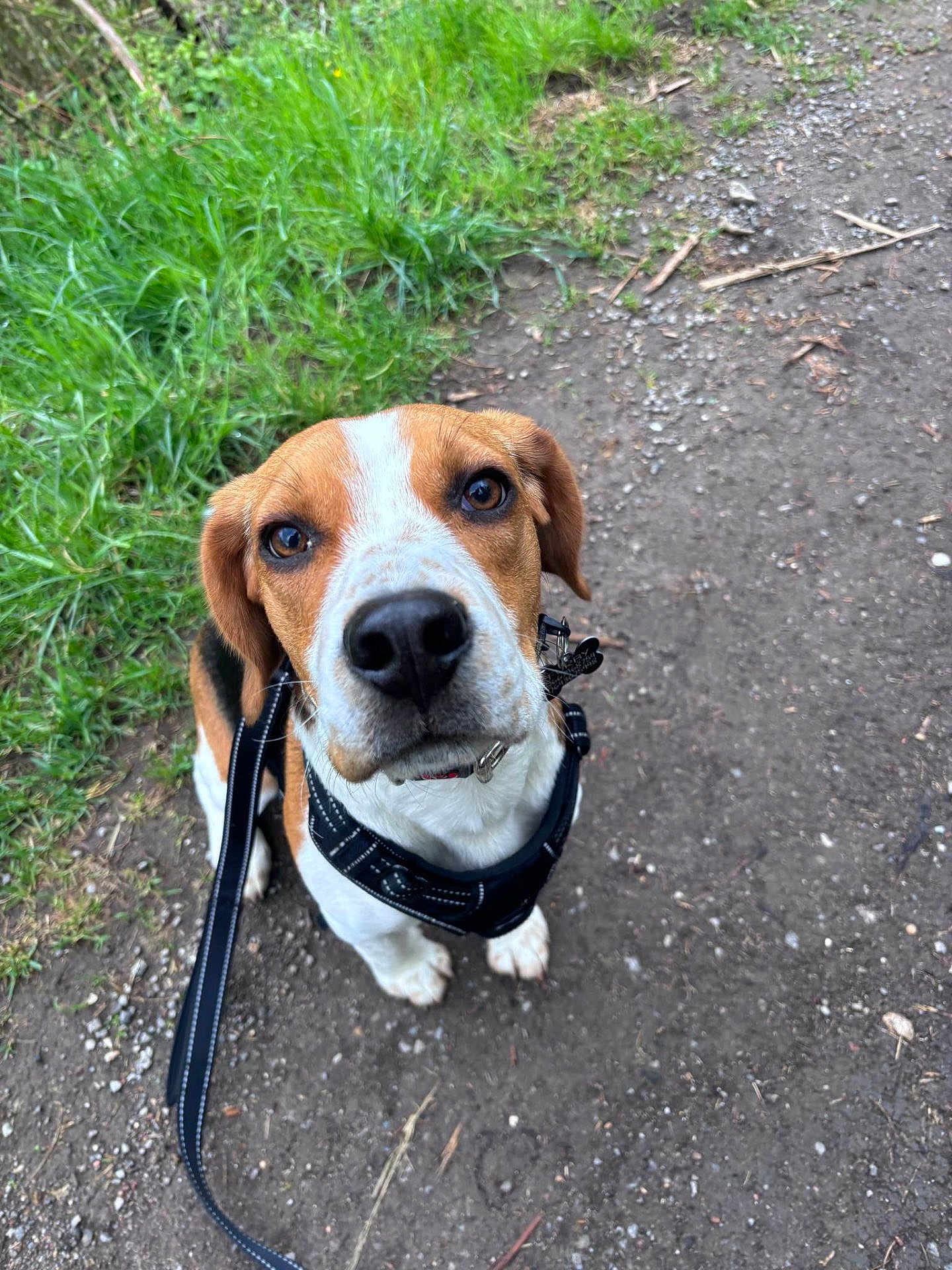 Furby a rejoint le concours — aidez-le/la à gagner de superbes lots ! dog, beagle, leash, harness, outdoor, grass, path, brown, white, black, pet, canine, looking_up, ears, snout, fur, walking, nature, animal, cute
