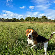 Furby a rejoint le concours — aidez-le/la à gagner de superbes lots ! dog, beagle, grass, field, outdoor, nature, sky, clouds, sunlight, pet, animal, canine, greenery, wildflowers, summer, daytime, curious, tongue_out, ears, tail