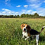 dog, beagle, grass, field, outdoor, nature, sky, clouds, sunlight, pet, animal, canine, greenery, wildflowers, summer, daytime, curious, tongue_out, ears, tail