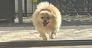Nina participe au concours pour gagner de l'argent avec cette photo : dog, fluffy, happy, tongue_out, outdoor, patio, sunlight, walking, pet, fence, shadow, small_dog, fur, animal, daylight, smiling, cute, front_view, canine, domestic_animal