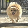 dog, fluffy, happy, tongue_out, outdoor, patio, sunlight, walking, pet, fence, shadow, small_dog, fur, animal, daylight, smiling, cute, front_view, canine, domestic_animal