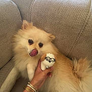 Nina participe au concours pour gagner de l'argent avec cette photo : dog, pomeranian, couch, plush_toy, hand, bracelets, licking, fluffy, beige, texture, indoor, pet, cute, relaxed, cozy, animal, small_toy, glasses, resting, furniture