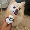 Nina a rejoint le concours — aidez-le/la à gagner de superbes lots ! dog, toy, plush_toy, hand, floor, indoor, happy, pet, small_toy, glasses, cute, fluffy, animal, smiling, living_room, person_hand, tile_floor, background, furniture, light_reflection