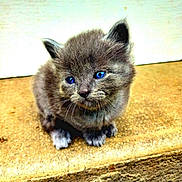 Taz a rejoint le concours — aidez-le/la à gagner de superbes lots ! abyssinian, alloywheel, angora, animal, car, carwheel, cat, corrosion, kitten, machine, manx, pet, rust, siamese, spoke, tire, transportation, vehicle, wheel, wood