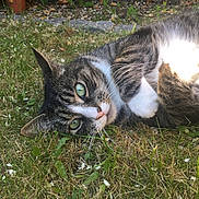 Marble joined the competition — help win amazing prizes! cat, tabby, green_eyes, grass, outdoor, garden, fence, sunlight, relaxed, whiskers, pet, animal, nature, fur, closeup, lying_down, curious, domestic_cat, daylight, cute