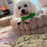 Bear is registered to the contest to win money with this photo: dog, white_dog, bandana, green_bandana, plush_bed, quilt, blanket, indoor, window, curtain, lace_curtain, pet, cozy, relaxing, fur, cuddly, cute, animal, home, daylight