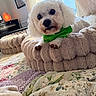 dog, white_dog, bandana, green_bandana, plush_bed, quilt, blanket, indoor, window, curtain, lace_curtain, pet, cozy, relaxing, fur, cuddly, cute, animal, home, daylight