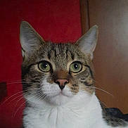 Boyka a rejoint le concours — aidez-le/la à gagner de superbes lots ! cat, tabby, close_up, green_eyes, whiskers, pet, indoor, animal, feline, face, curious, portrait, fur, ears, nose, muzzle, domestic_cat, looking, background, red_wall