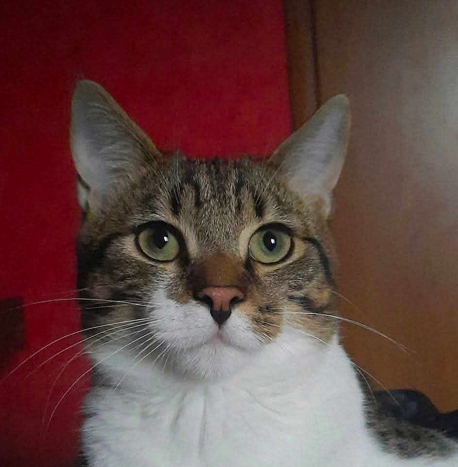 Boyka a rejoint le concours — aidez-le/la à gagner de superbes lots ! cat, tabby, close_up, green_eyes, whiskers, pet, indoor, animal, feline, face, curious, portrait, fur, ears, nose, muzzle, domestic_cat, looking, background, red_wall