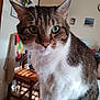 Boyka a rejoint le concours — aidez-le/la à gagner de superbes lots ! cat, tabby, green_eyes, indoor, pet, feline, whiskers, close_up, animal, chair, wall, decoration, domestic, fur, cute, curious, portrait, brown, white, household