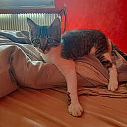 Boyka participe au concours pour gagner de l'argent avec cette photo : animal, bed, blanket, cat, cozy, curious, domestic, feline, fur, indoor, mammal, paw, pet, radiator, red_wall, resting, tabby, whiskers, window, young_cat
