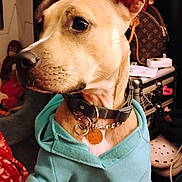 Angel is registered to the contest to win money with this photo: dog, hoodie, indoor, pet, curious, brown_dog, collar, tag, clothing, furniture, bag, shoe, table, electronics, casual, portrait, domestic, animal, cozy, accessory