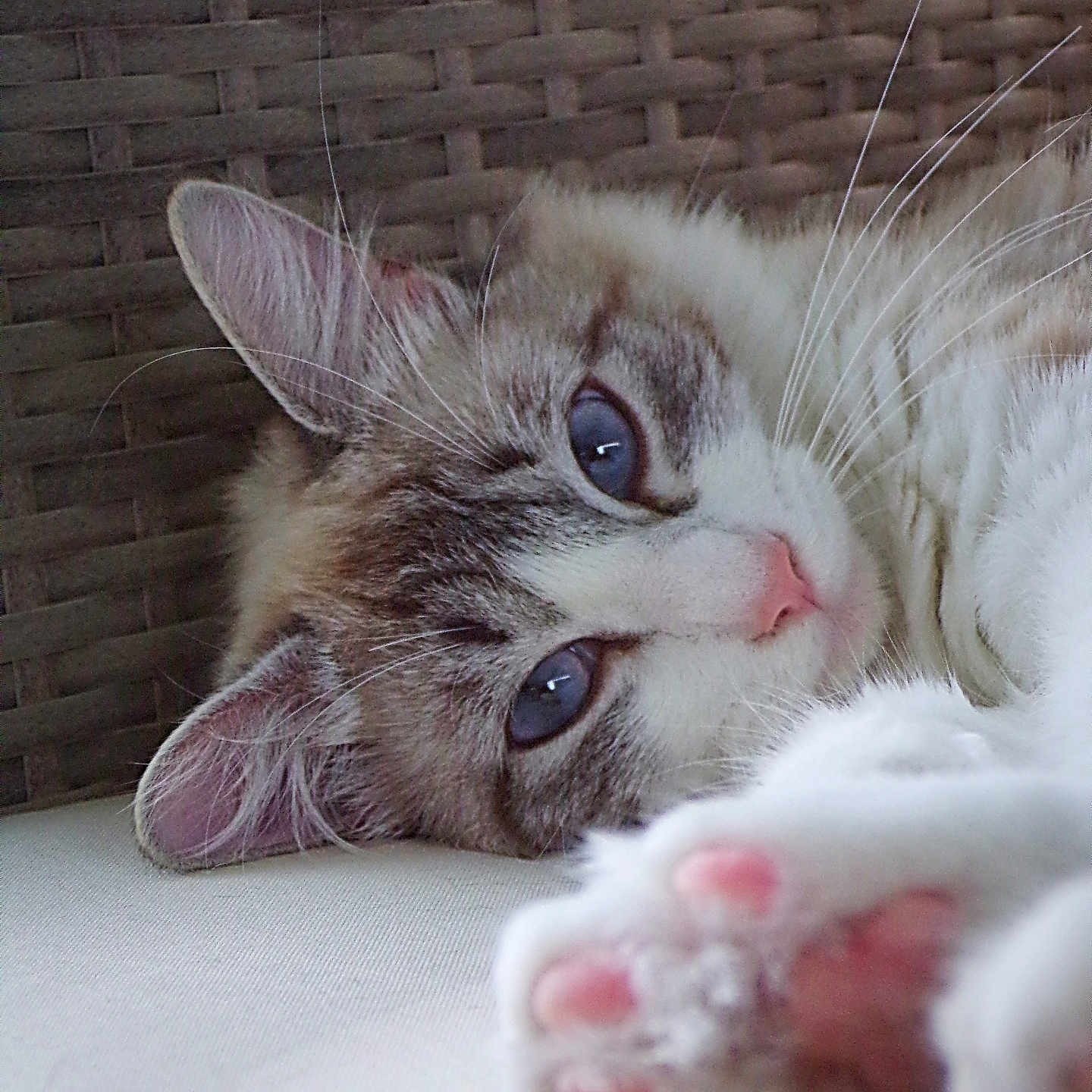 Astéria a rejoint le concours — aidez-le/la à gagner de superbes lots ! abyssinian, angora, animal, armchair, bodypart, cat, chair, couch, furniture, kitten, manx, mouth, person, pet, siamese, sleeping