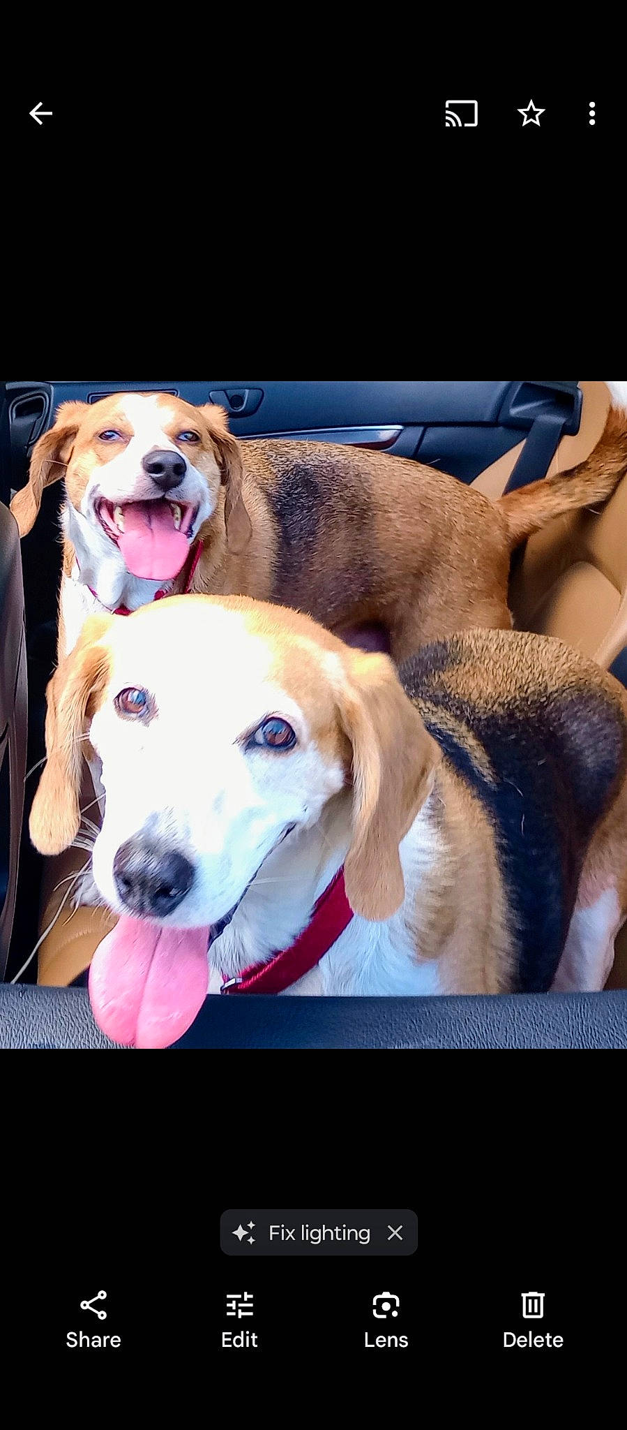 Gracie Lucy joined the competition — help win amazing prizes! canidae, carnivore, collar, companion_dog, dog, dog_breed, dog_collar, dog_supply, ear, fawn, happy, leash, paw, pet_supply, photo_caption, rectangle, selfie, smile, sporting_group, working_animal