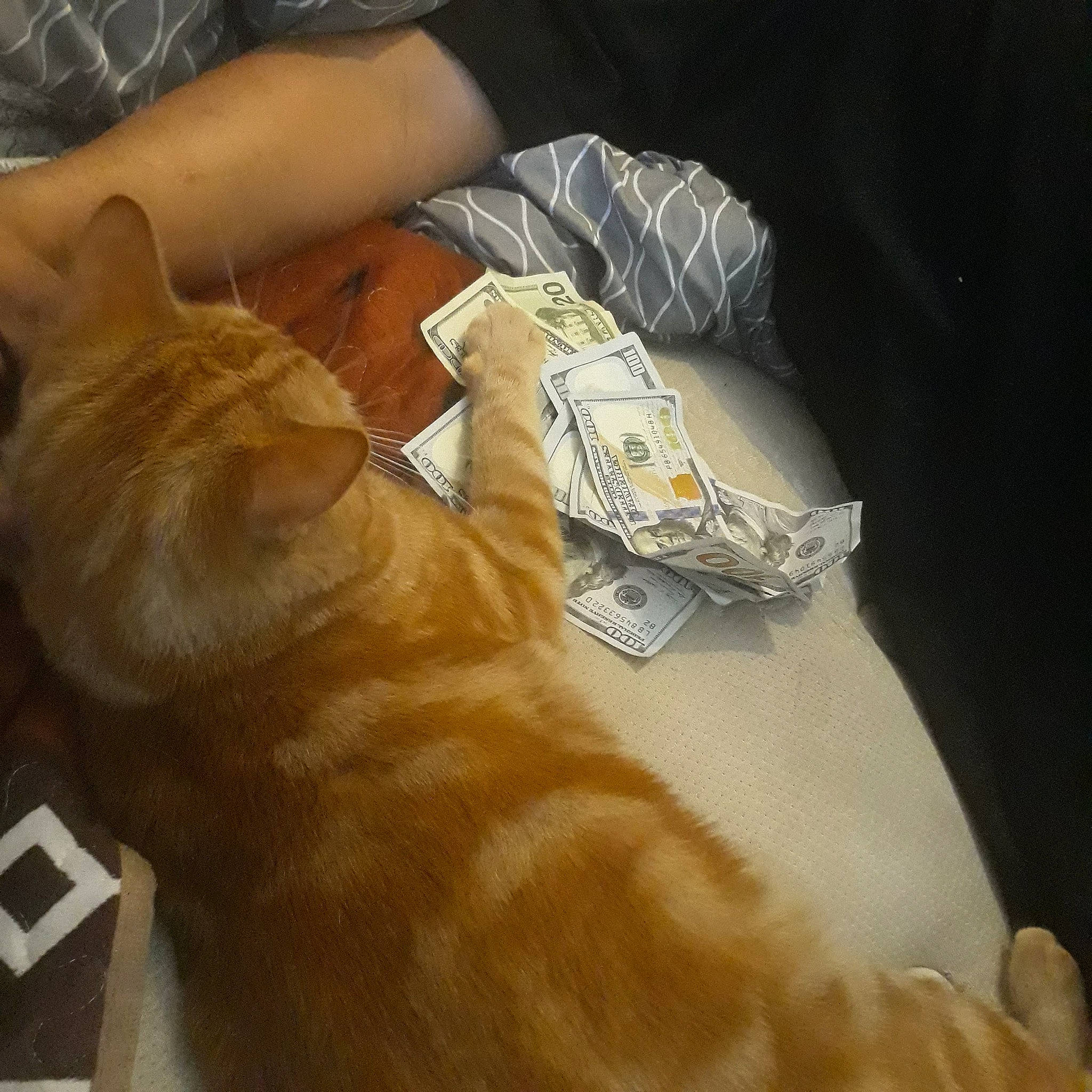 Noe Kabuskiey joined the competition — help win amazing prizes! carnivore, cat, claw, comfort, companion_dog, domestic_short_haired_cat, fawn, felidae, flooring, fur, hardwood, human_leg, nap, paw, small_to_medium_sized_cats, snout, sporting_group, tail, whiskers, wood