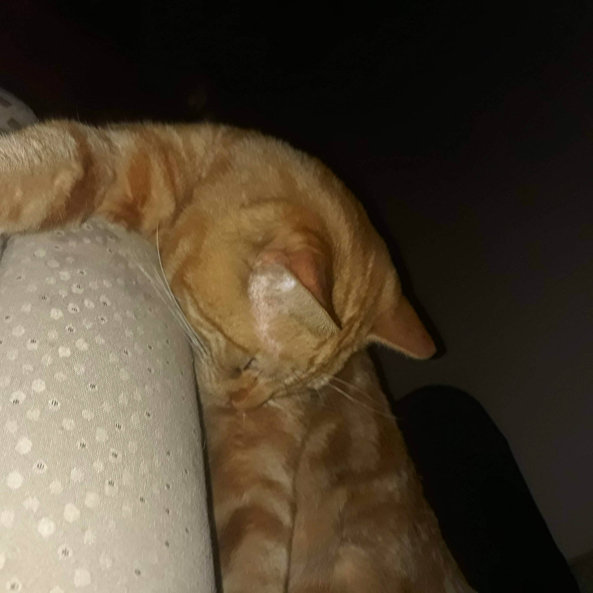 Noe Kabuskiey joined the competition — help win amazing prizes! carnivore, cat, claw, comfort, domestic_short_haired_cat, fawn, felidae, foot, fur, human_leg, linens, nap, paw, sleep, small_to_medium_sized_cats, snout, sporting_group, tail, terrestrial_animal, whiskers