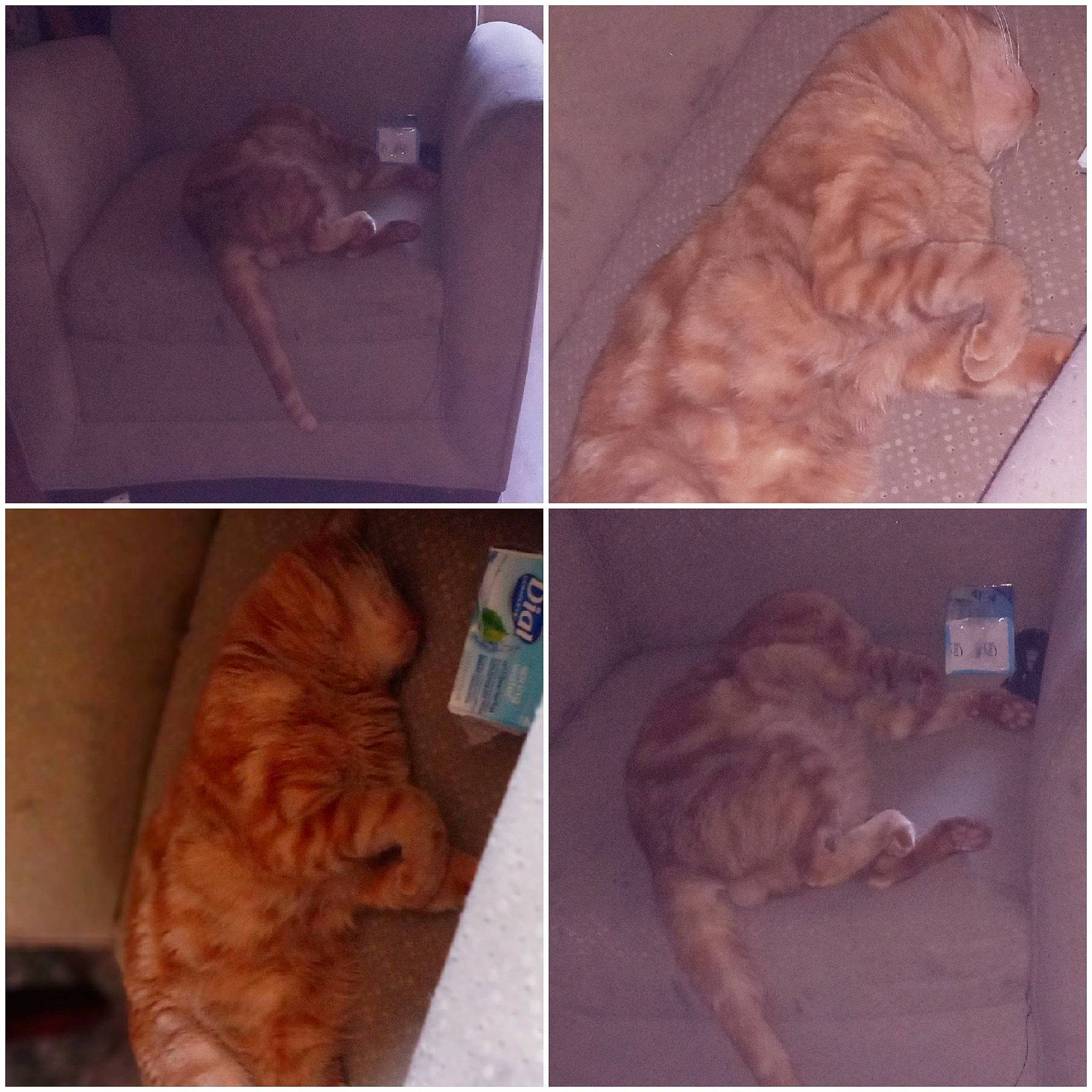 Noe Kabuskiey joined the competition — help win amazing prizes! black, brown, carnivore, cat, companion_dog, dog_breed, ear, fawn, felidae, gesture, jaw, liver, mammal, organism, photograph, small_to_medium_sized_cats, snapshot, snout, tail, whiskers