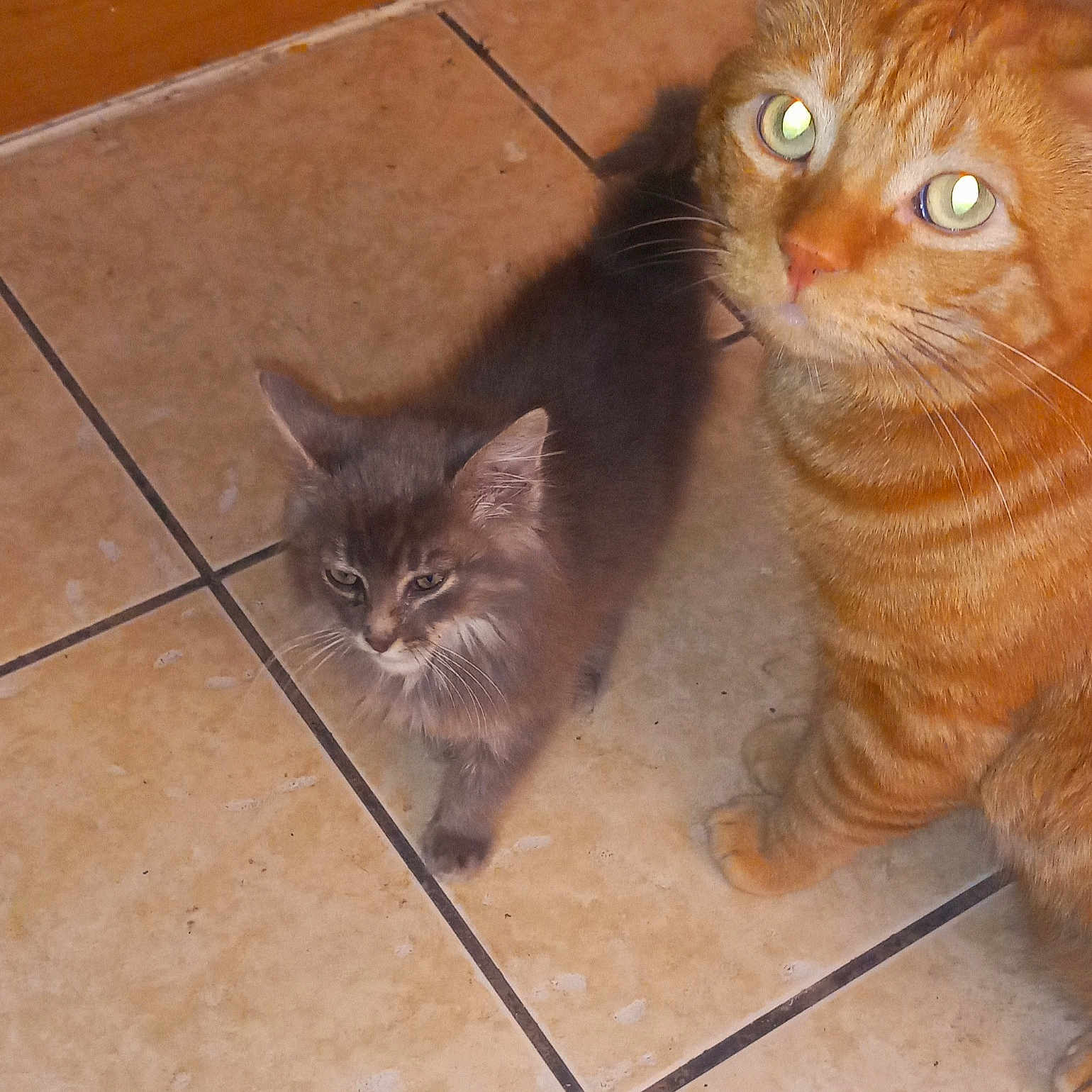 Noe And Buddy joined the competition — help win amazing prizes! abyssinian, animal, blackcat, cat, hardwood, kitten, manx, path, pet, plywood, slate, tile, walkway, wood