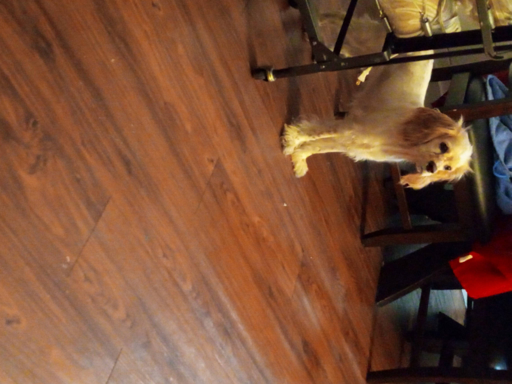 Rubee is registered to the contest to win money with this photo: art, building, carnivore, ceiling, felidae, floor, flooring, hardwood, house, lumber, metal, pattern, plank, plywood, room, sculpture, varnish, wood, wood_flooring, wood_stain