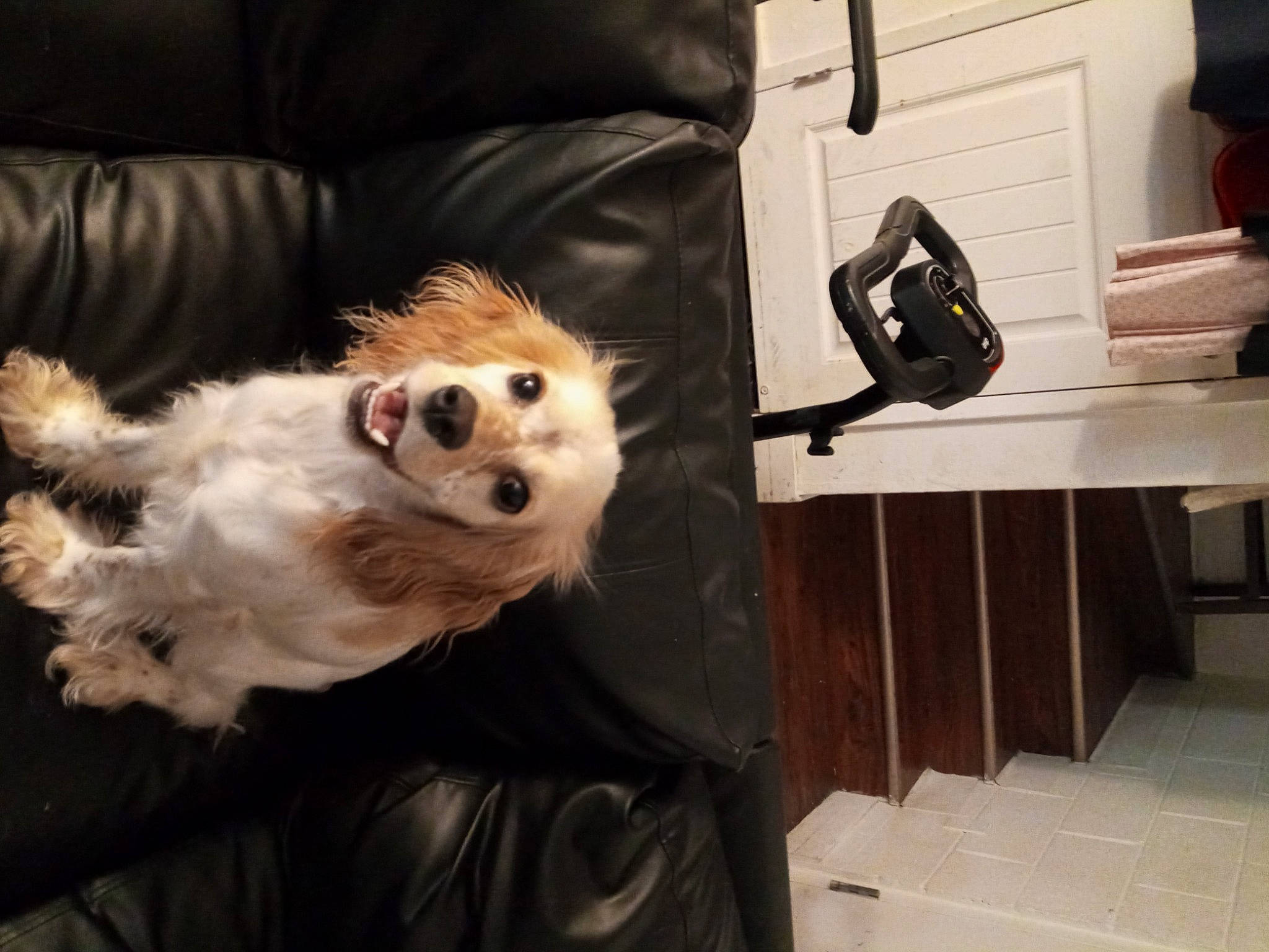 Rubee joined the competition — help win amazing prizes! bag, canidae, carnivore, comfort, companion_dog, dog, dog_breed, dog_supply, fawn, felidae, fur, german_spitz, luggage_and_bags, snout, spitz, sporting_group, toy_dog, whiskers, wood, working_animal