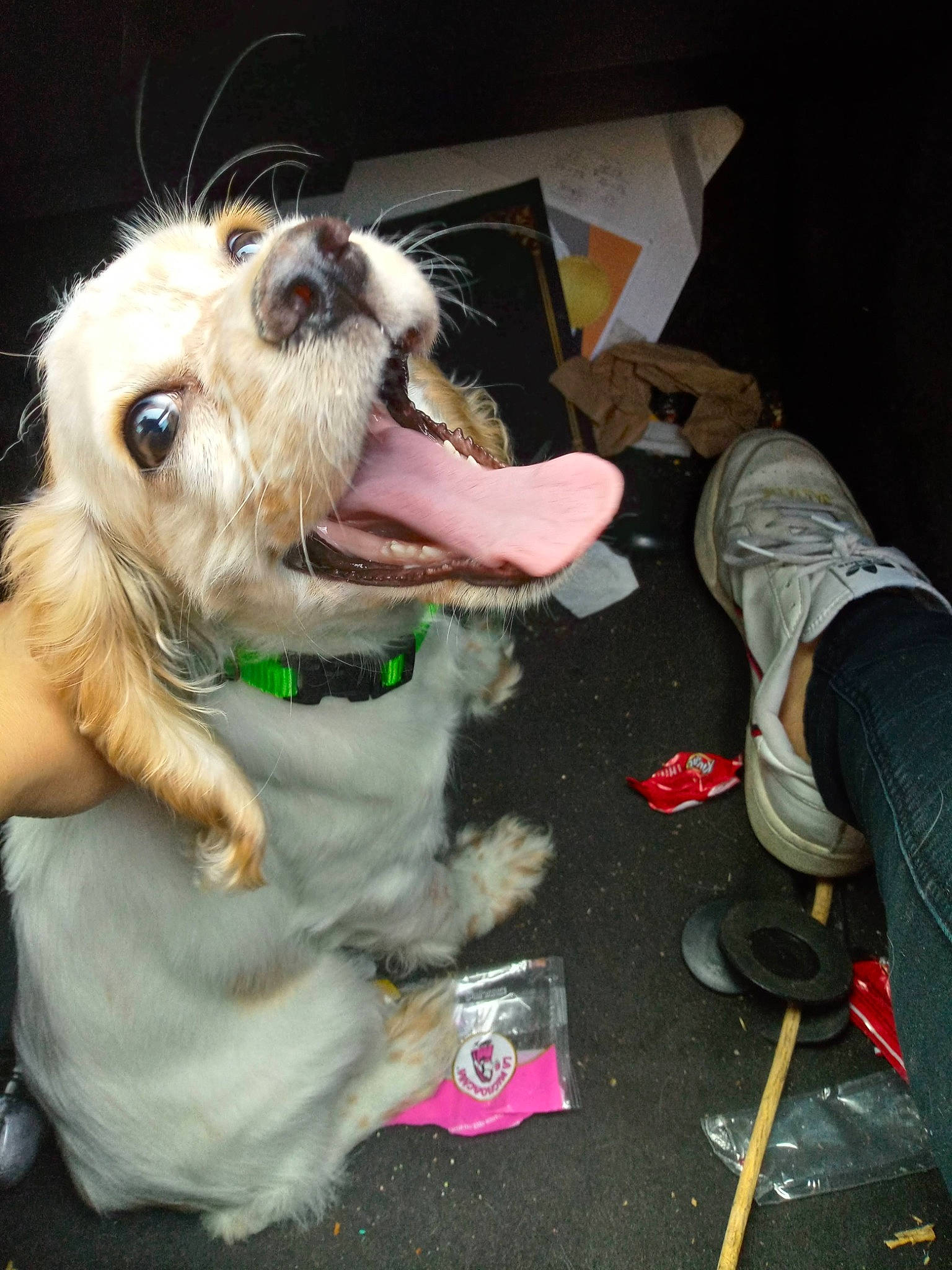 Rubee joined the competition — help win amazing prizes! canidae, carnivore, collar, companion_dog, dog, dog_breed, dog_collar, dog_supply, eyewear, fashion_accessory, fun, fur, leash, paw, small_terrier, snout, sporting_group, terrier, toy_dog, vision_care