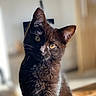 Louna participe au concours pour gagner de l'argent avec cette photo : cat, black_cat, pet, animal, indoor, portrait, curious, feline, yellow_eyes, sunlight, blurred_background, close_up, domestic_cat, whiskers, ears, fur, sitting, looking, cute, young_cat