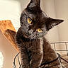Louna a rejoint le concours — aidez-le/la à gagner de superbes lots ! black_cat, kitten, cat, pet, animal, feline, whiskers, golden_eyes, curious, head_tilt, wire_basket, indoor, sunlight, shadow, close_up, portrait, young_animal, cute, furry, domestic_animal