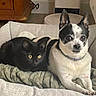 black_cat, dog, pet_bed, blanket, indoor, cozy, cute, animal, furry, resting, companions, snuggling, alert, domestic, mammal, black_and_white_dog, relaxed, fur, ears, whiskers