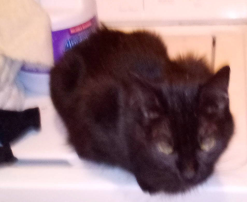 Lola joined the competition — help win amazing prizes! black_cat, carnivore, cat, claw, comfort, dog_breed, domestic_short_haired_cat, eye, fawn, felidae, fur, paw, small_to_medium_sized_cats, snout, tail, terrestrial_animal, whiskers, window