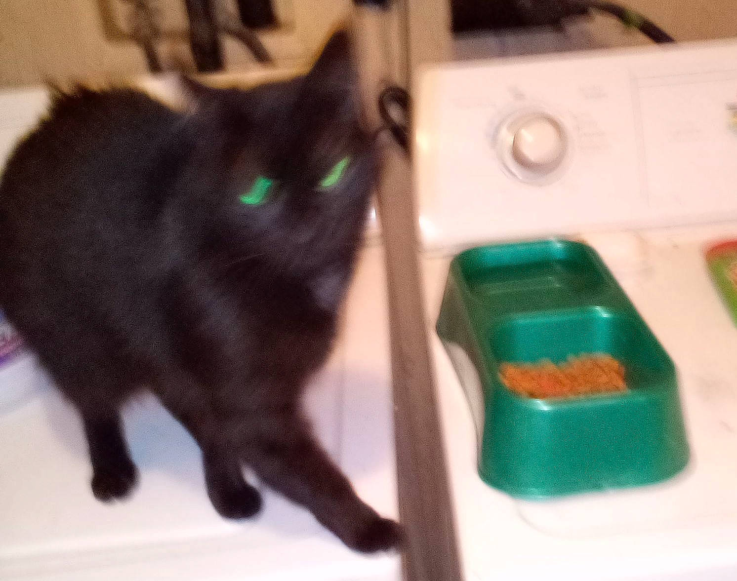 Lola joined the competition — help win amazing prizes! black_cat, bombay, box, carnivore, cat, claw, domestic_short_haired_cat, felidae, fur, plastic, small_to_medium_sized_cats, tail, whiskers