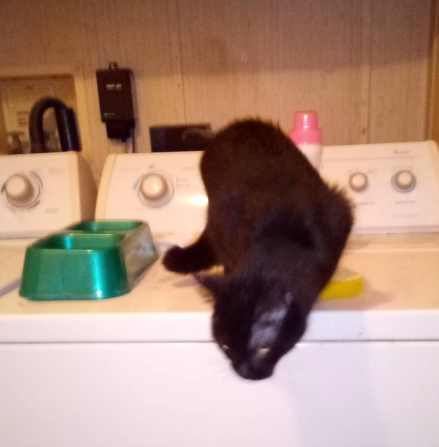 Lola is registered to the contest to win money with this photo: bathroom, bathroom_sink, black_cat, bombay, canidae, carnivore, cat, domestic_short_haired_cat, felidae, fur, gas, household_supply, paper, room, sink, small_to_medium_sized_cats, tail, tap, whiskers