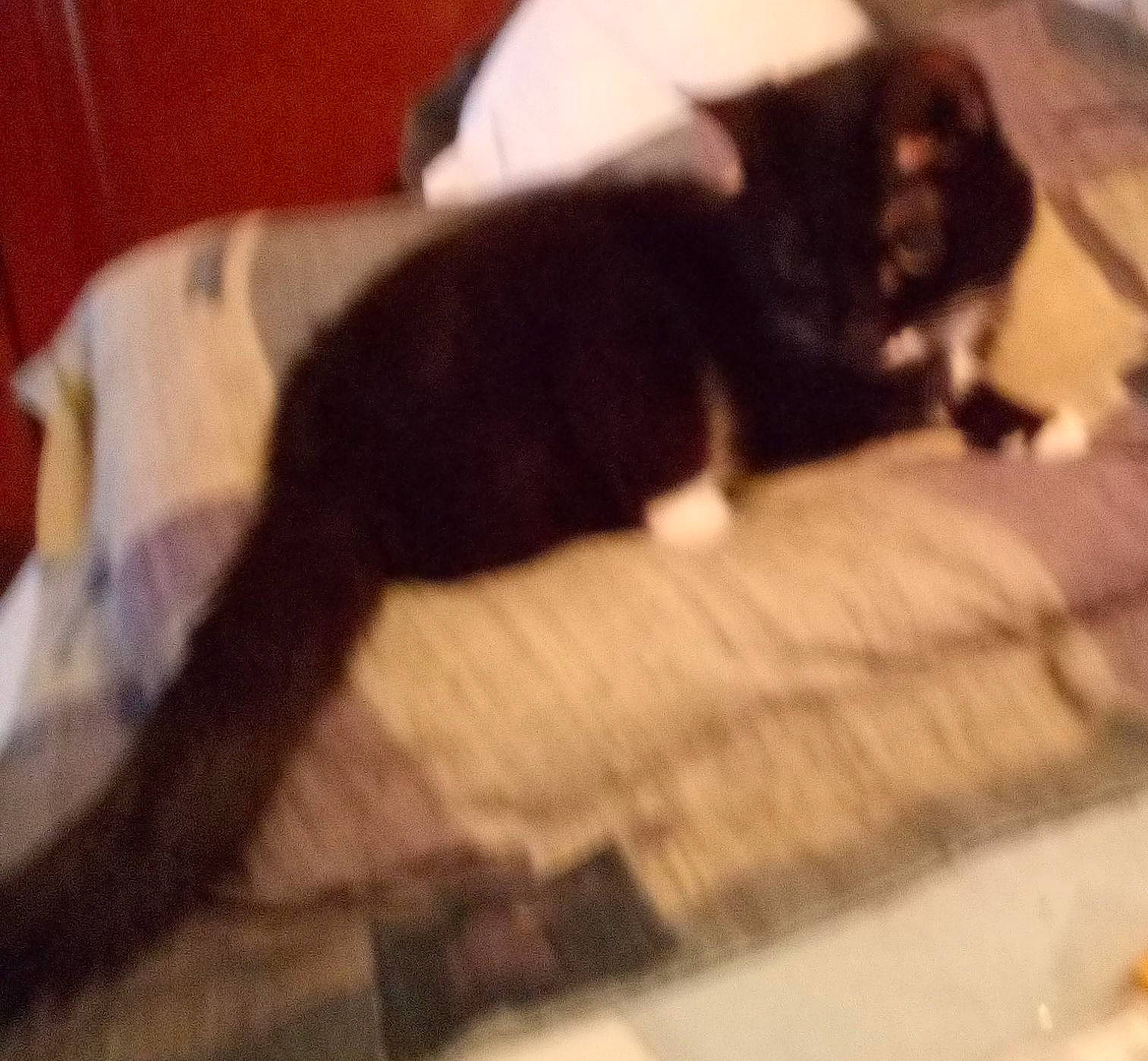 Toots is registered to the contest to win money with this photo: black_cat, carnivore, cat, comfort, companion_dog, dog_breed, domestic_short_haired_cat, felidae, flooring, fur, hardwood, human_leg, linens, shadow, small_to_medium_sized_cats, tail, terrestrial_animal, tints_and_shades, whiskers, wood