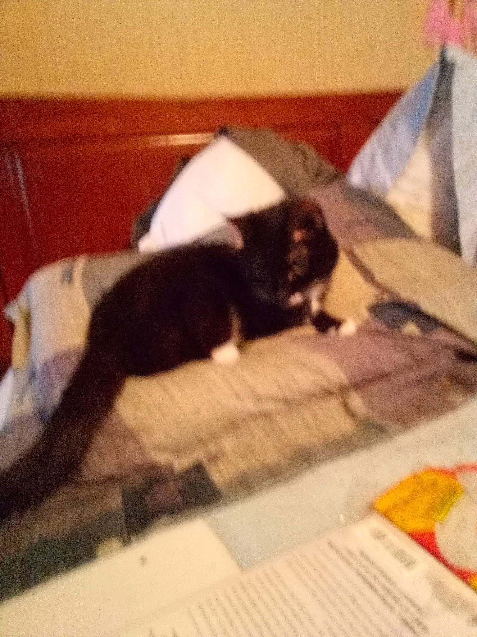 Toots joined the competition — help win amazing prizes! black_cat, carnivore, cat, cloud, comfort, companion_dog, dog_breed, domestic_short_haired_cat, felidae, flooring, fur, hardwood, linens, room, small_to_medium_sized_cats, tail, tints_and_shades, vertebrate, whiskers, wood