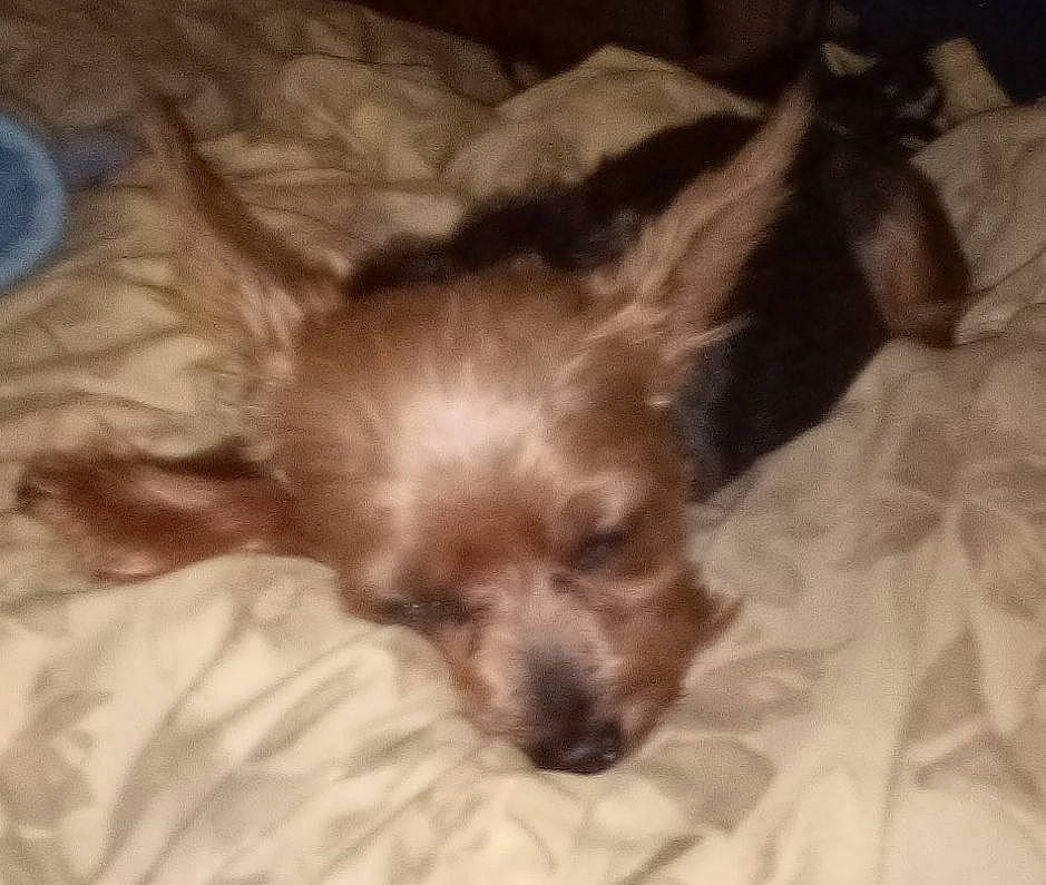 Foxy joined the competition — help win amazing prizes! bed, canidae, carnivore, comfort, companion_dog, dog, dog_breed, dog_supply, fawn, fur, liver, nap, paw, small_terrier, snout, sporting_group, terrier, toy_dog, whiskers, working_animal