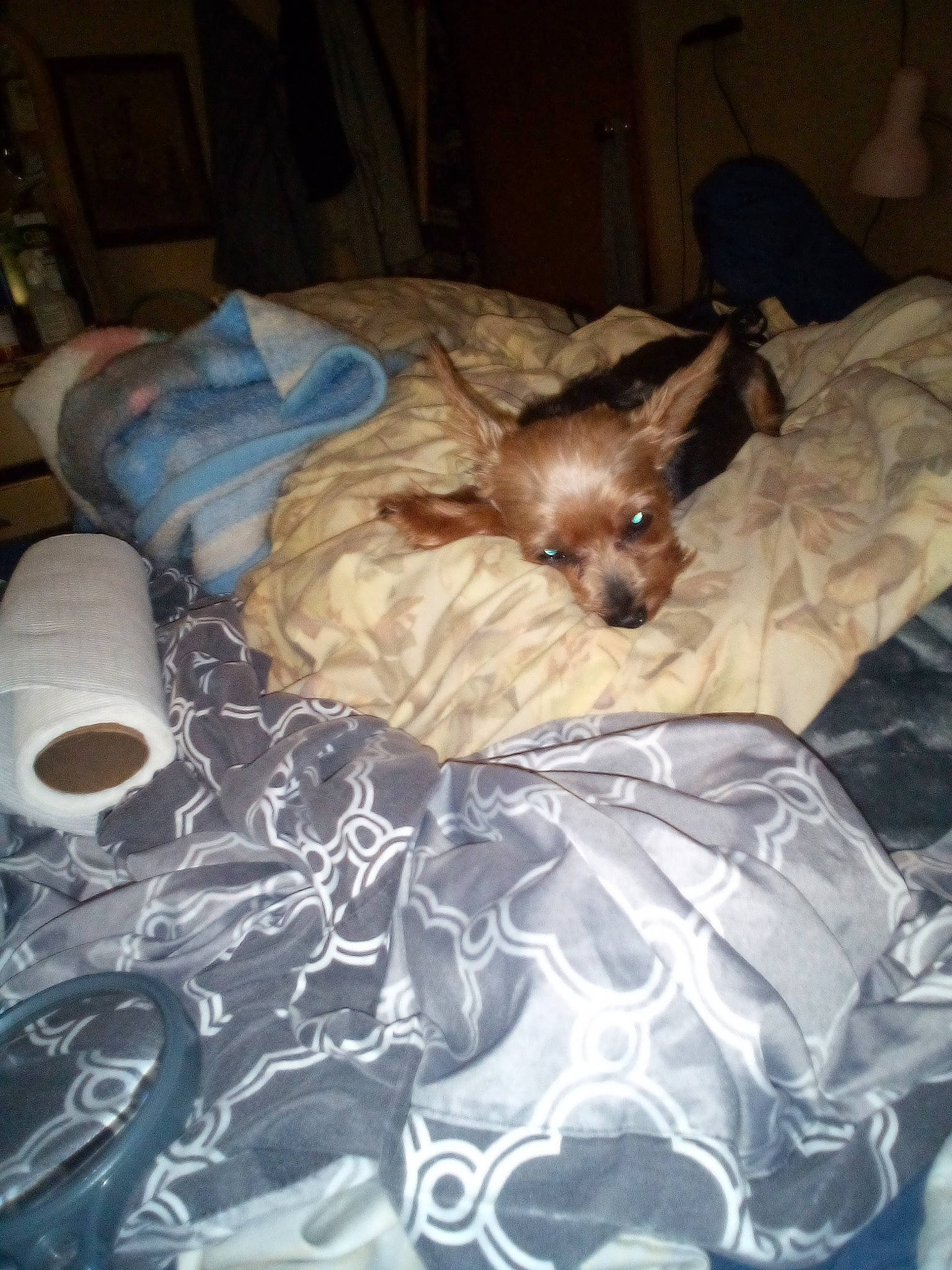 Foxy is registered to the contest to win money with this photo: bed, bedding, carnivore, comfort, companion_dog, dog, dog_breed, dog_supply, duvet, fawn, fur, linens, liver, nap, room, snout, sporting_group, toy_dog, whiskers, working_animal