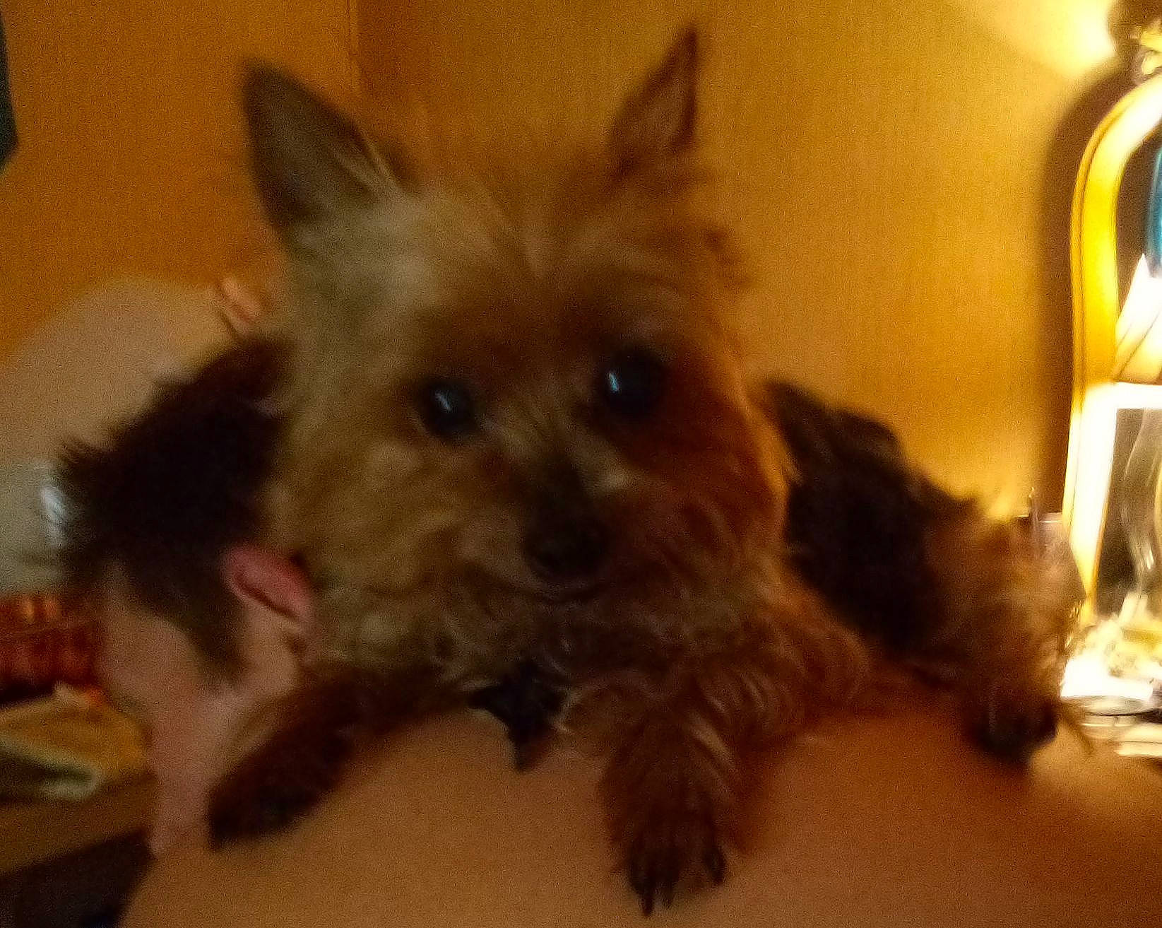 Foxy is registered to the contest to win money with this photo: biewer_terrier, canidae, carnivore, companion_dog, dog, dog_breed, dog_supply, ear, fawn, fur, liver, non_sporting_group, small_terrier, snout, sporting_group, toy_dog, vertebrate, whiskers, working_animal, yorkipoo