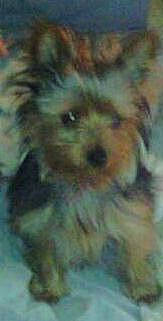 Tiny joined the competition — help win amazing prizes! art, carnivore, companion_dog, dog, dog_breed, food, fur, snout, terrestrial_animal, toy_dog, working_animal