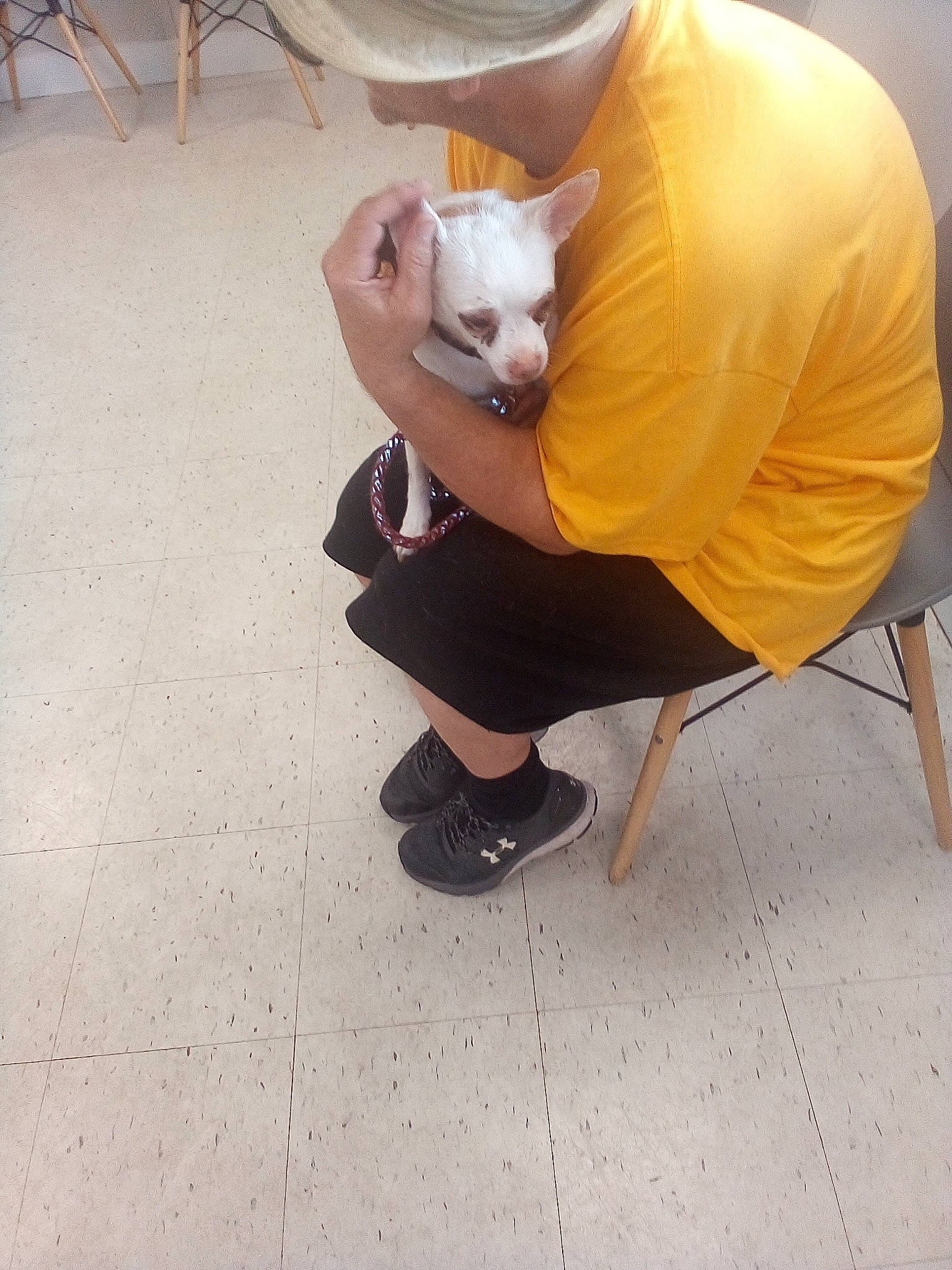 Hattie joined the competition — help win amazing prizes! chair, comfort, companion_dog, elbow, eyewear, fawn, felidae, flooring, foot, fur, hat, human_leg, knee, lap, sandal, sitting, small_to_medium_sized_cats, sneakers, thigh, wood